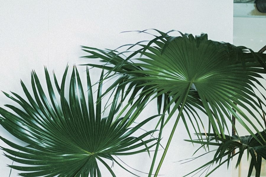 Desert Palm, Sabal palmetto, Sabal minor, Tree, Paurotis Palm, Arecales, Palm tree, Plant, Houseplant, Saw palmetto, 