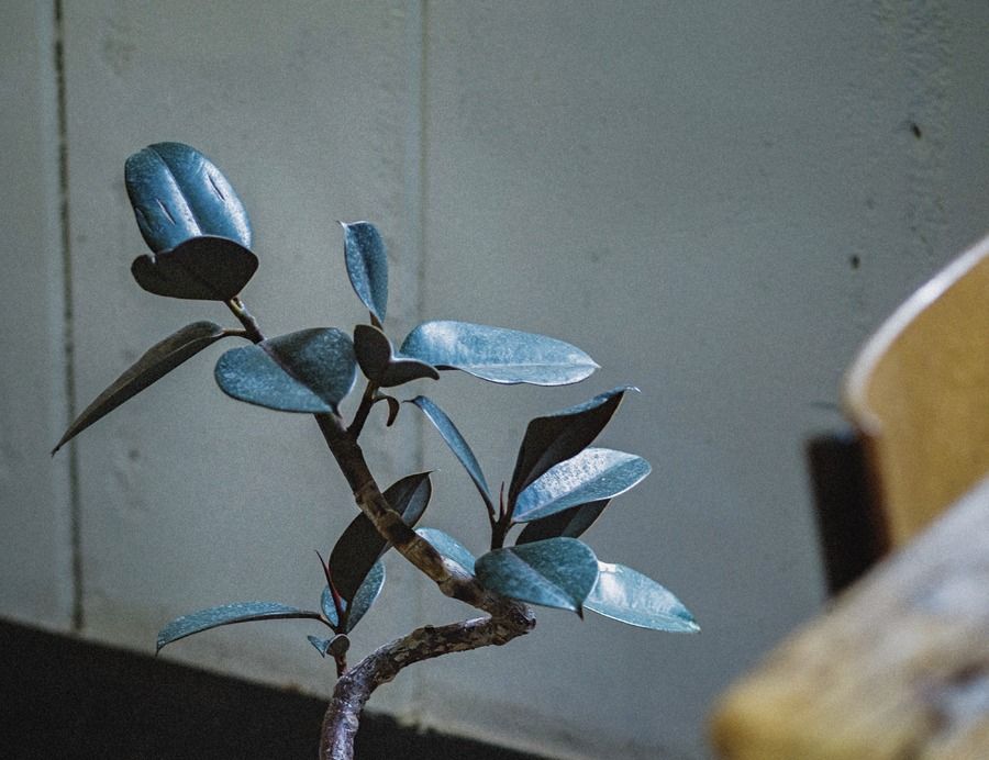Houseplant, Blue, Flowerpot, Plant, Flower, Tree, Bonsai, 