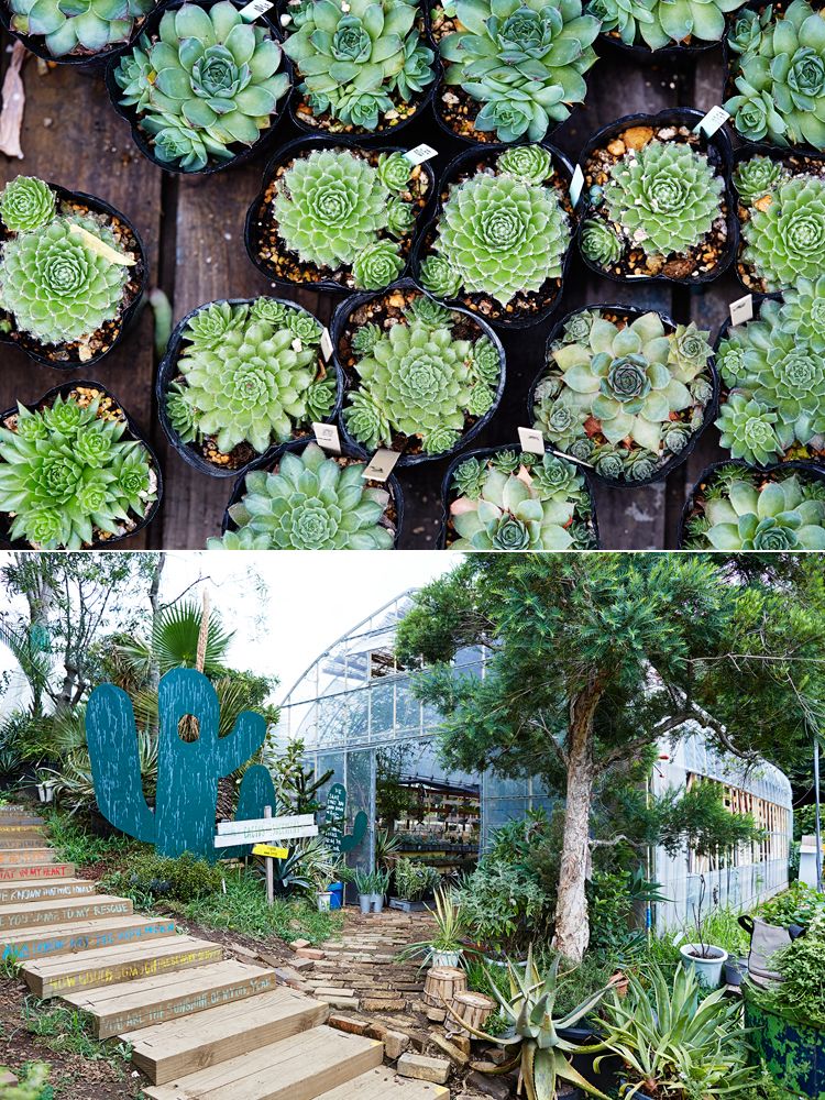 多肉植物の上手な育て方レッスン