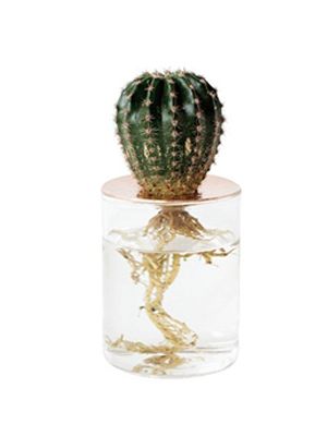 Cactus, Plant, Houseplant, Glass, Succulent plant, Flower, Caryophyllales, Flowerpot, 