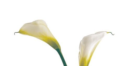 Flower, Vase, Flowerpot, Plant, Yellow, Arum, Plant stem, Tulip, Flowering plant, Petal, 