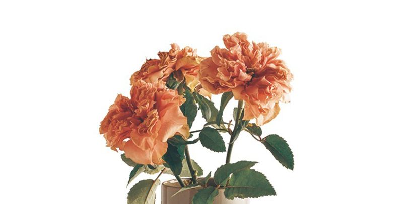 Flower, Flowerpot, Vase, Plant, Cut flowers, Flowering plant, Artifact, Zinnia, Petal, Houseplant, 