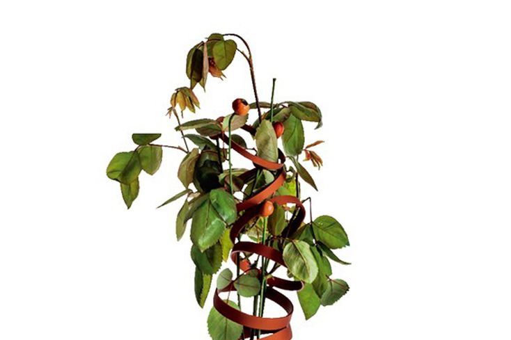 Leaf, Botany, Plant stem, Flowering plant, Peach, Vase, Artificial flower, Flowerpot, Coquelicot, Annual plant, 