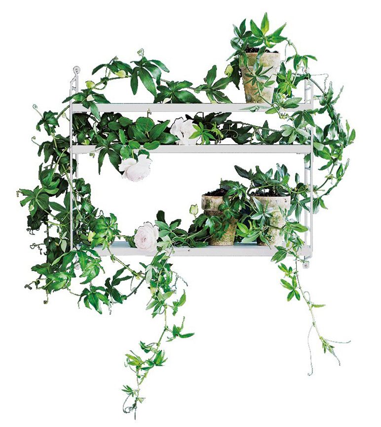 Ivy, Green, Plant, Leaf, Vine, Flower, Branch, Font, Ivy family, Illustration, 