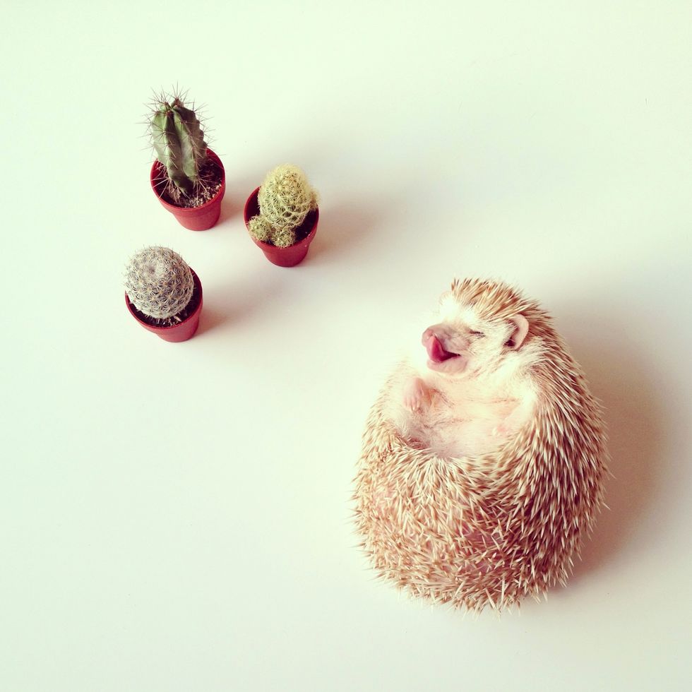 Adaptation, Erinaceidae, Domesticated hedgehog, Hedgehog, Still life photography, Stock photography, 