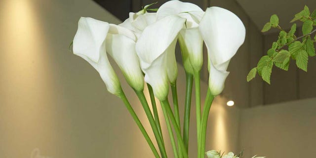 Flowerpot, Petal, Flower, Interior design, Artifact, giant white arum lily, Vase, Serveware, Botany, Flowering plant, 
