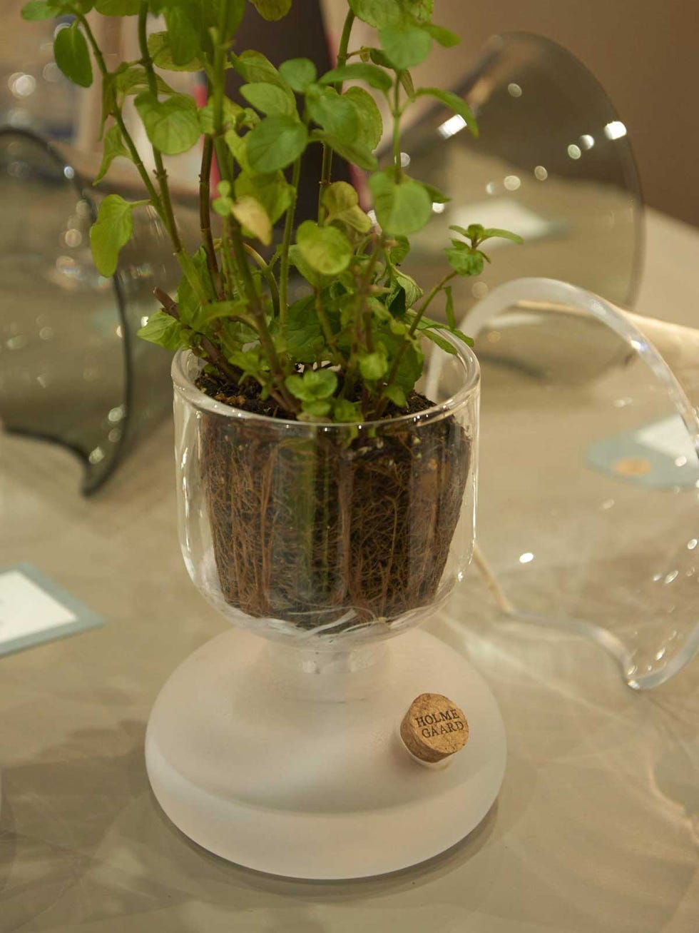 Glass, Flowerpot, Liquid, Transparent material, Vase, Interior design, Serveware, Artifact, Houseplant, Annual plant, 