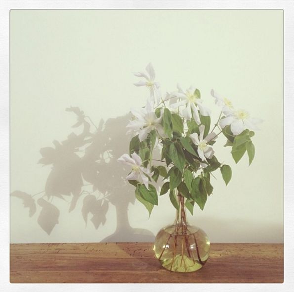 Leaf, Botany, Vase, Flowering plant, Artifact, Interior design, Plant stem, Flowerpot, Still life photography, Flower Arranging, 