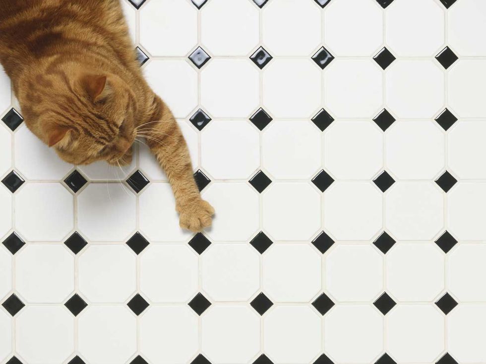 Cat, Floor, Tile, Flooring, Felidae, Small to medium-sized cats, Whiskers, Pattern, Line, Paw, 