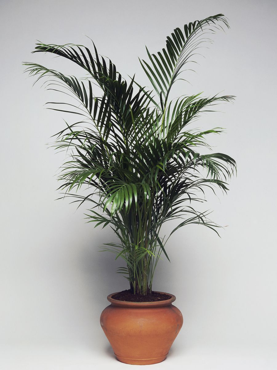 Flowerpot, Leaf, Botany, Terrestrial plant, Houseplant, Interior design, Vase, Peach, Artifact, Plant stem, 