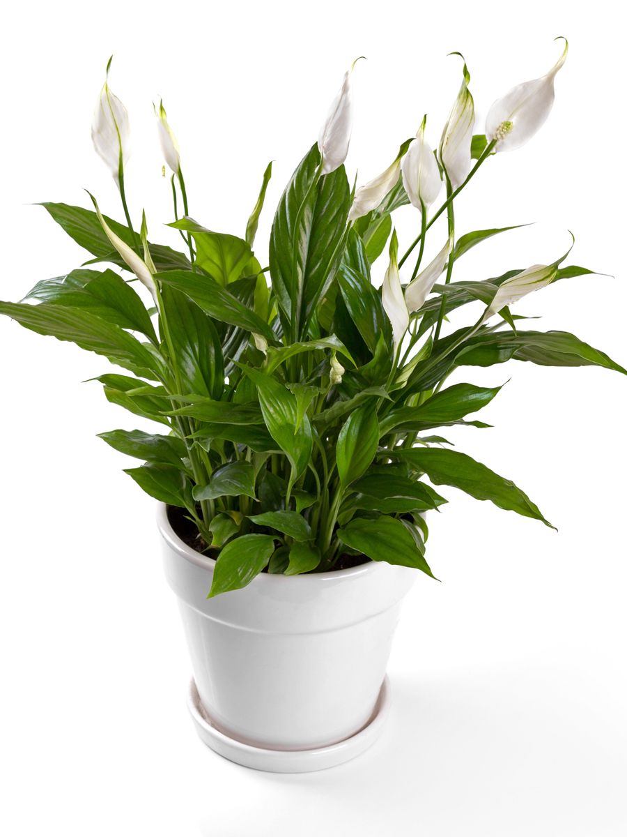 Flowerpot, Botany, Flowering plant, Interior design, Houseplant, Vase, Annual plant, Plant stem, Herbaceous plant, Pedicel, 