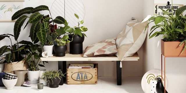Flowerpot, Plant, Houseplant, Interior design, Pottery, Home accessories, Anthurium, 