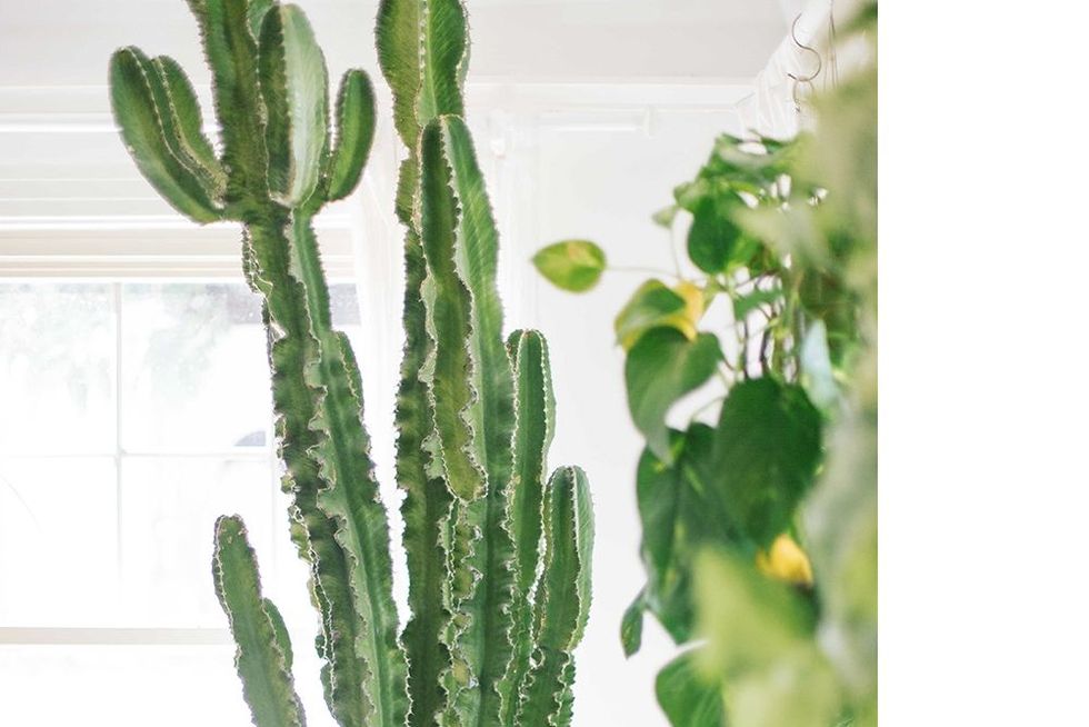 Cactus, Flowerpot, Flower, Houseplant, Green, Plant, Leaf, Succulent plant, Terrestrial plant, Vase, 
