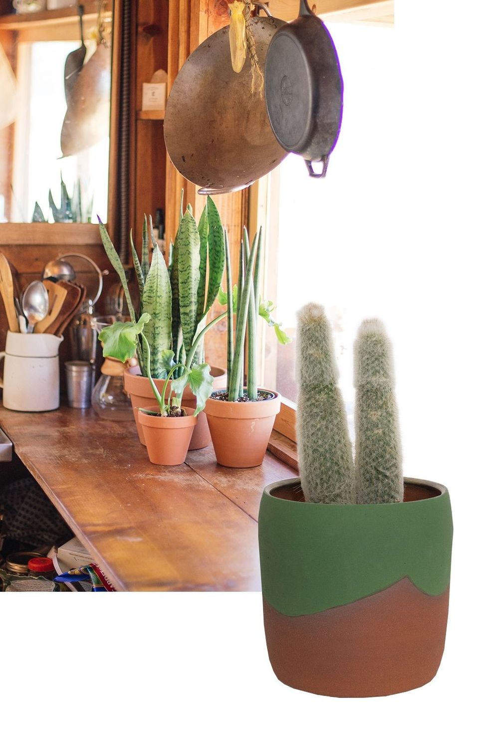Cactus, Flowerpot, Houseplant, Plant, Flower, Succulent plant, Table, Caryophyllales, 