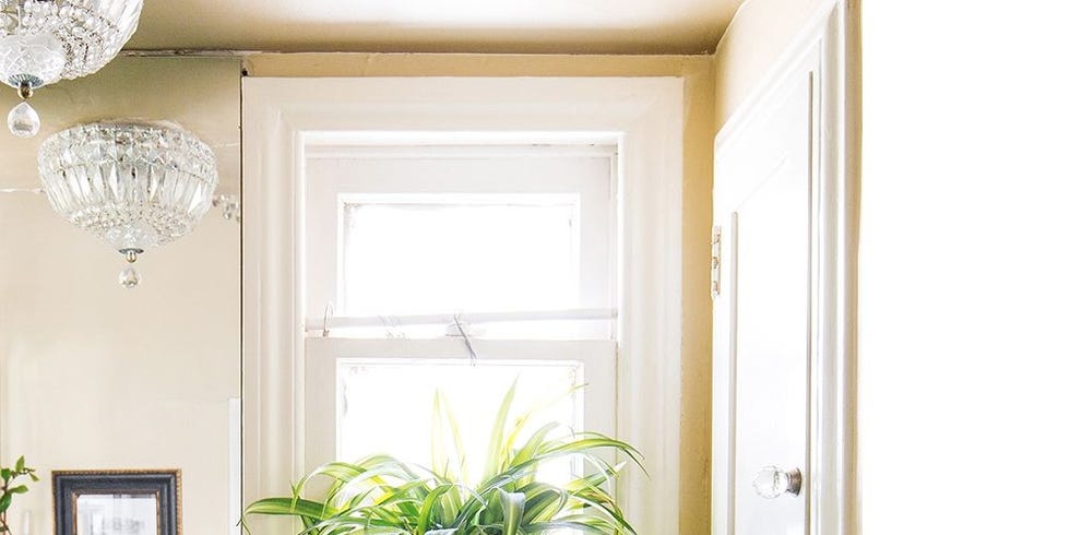 Green, Room, Houseplant, Interior design, Plant, Flowerpot, Window, Home, House, Furniture, 