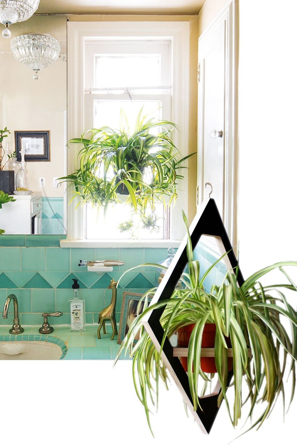 Green, Room, Houseplant, Interior design, Plant, Flowerpot, Window, Home, House, Furniture, 