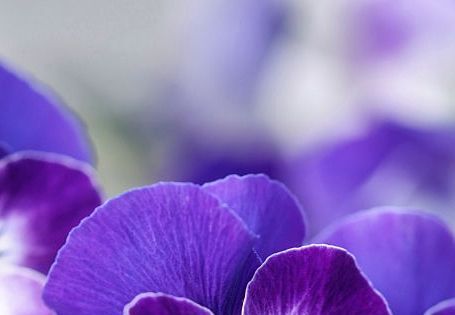 Flower, Flowering plant, Petal, Violet, Pansy, Purple, Plant, wild pansy, Viola, Violet family, 