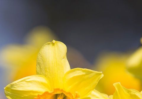 Flower, Flowering plant, Yellow, Petal, Narcissus, Plant, Close-up, Spring, Sky, Botany, 