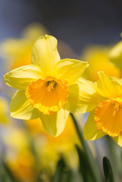 Flower, Flowering plant, Yellow, Petal, Narcissus, Plant, Close-up, Spring, Sky, Botany, 