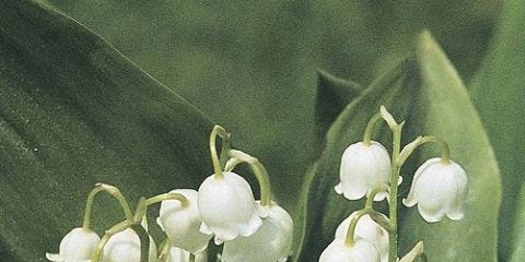 Lily of the valley, Flower, Flowering plant, Perennial plant, Pedicel, Orchid, Menispermaceae, 