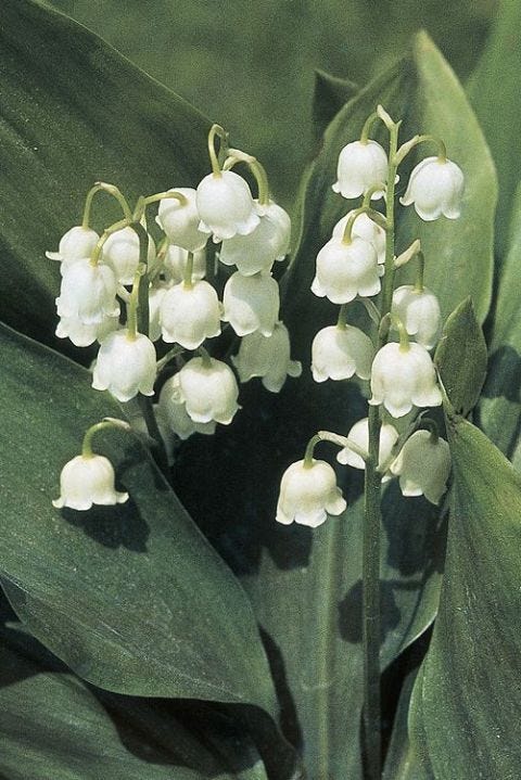 Lily of the valley, Flower, Flowering plant, Perennial plant, Pedicel, Orchid, Menispermaceae, 