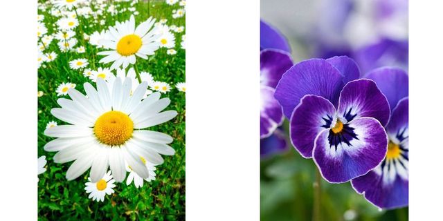 Plant, Yellow, Organism, Flower, Petal, Purple, Violet, Botany, Terrestrial plant, Flowering plant, 