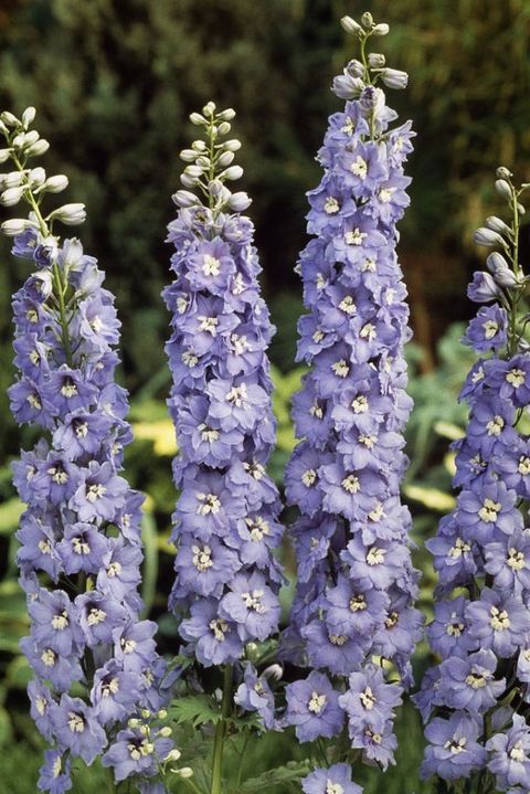 Blue, Plant, Flower, Lavender, Flowering plant, Groundcover, Spring, Wildflower, Lavender, Annual plant, 