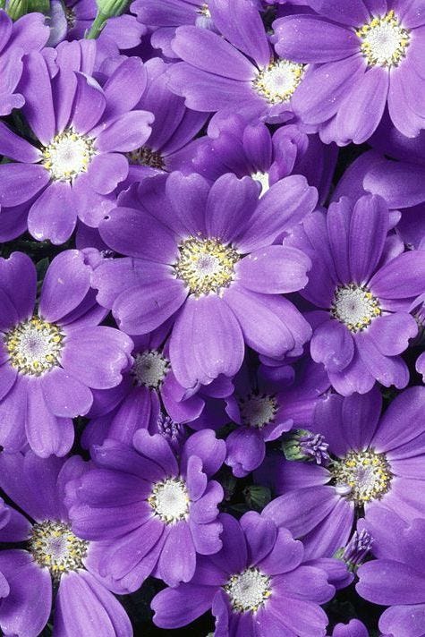 Flower, Flowering plant, Plant, Petal, Purple, Violet, round leaved liverleaf, Lilac, Groundcover, Wildflower, 
