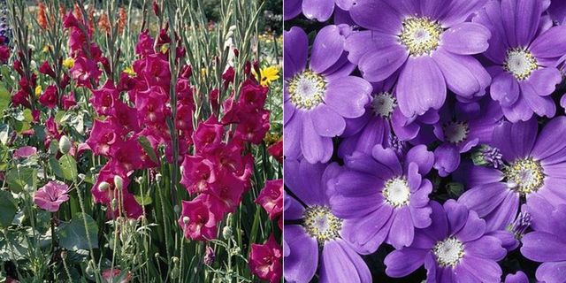 Petal, Plant, Flower, Purple, Violet, Flowering plant, Botany, Wildflower, Lavender, Pollen, 