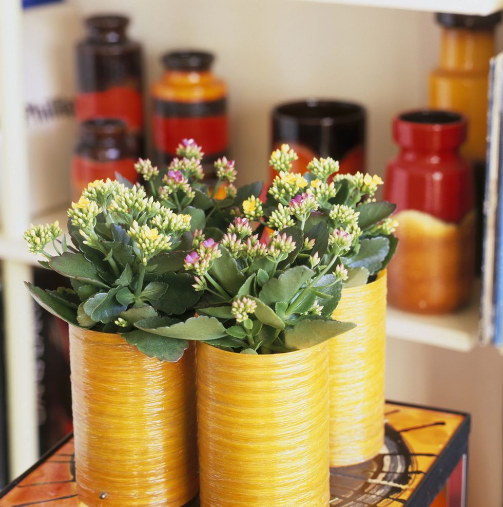 Flower, Orange, Interior design, Bouquet, Flower Arranging, Vase, Still life photography, Floristry, Annual plant, Cylinder, 