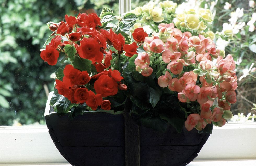 Flowerpot, Plant, Flower, Petal, Flowering plant, Interior design, Houseplant, Annual plant, Floristry, Peach, 
