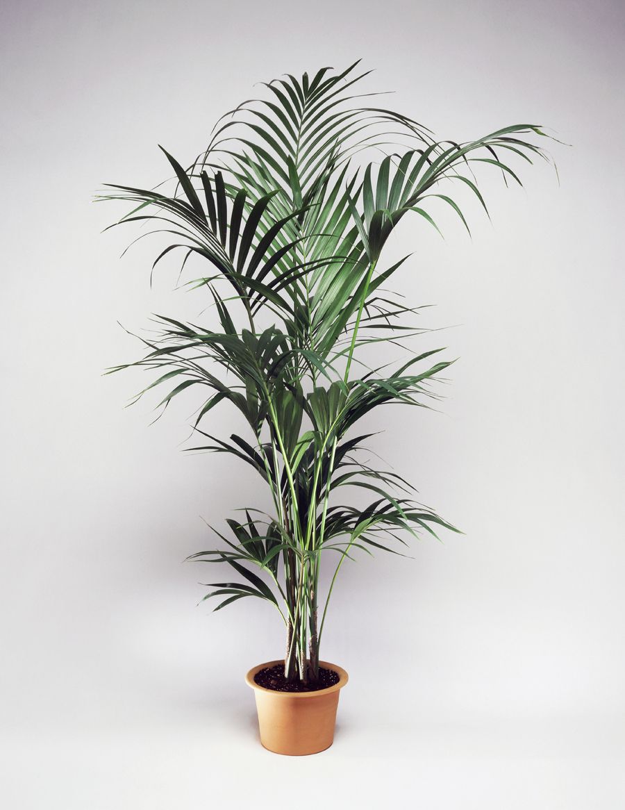 Flowerpot, Leaf, Terrestrial plant, Botany, Houseplant, Plant stem, Vase, Pottery, 