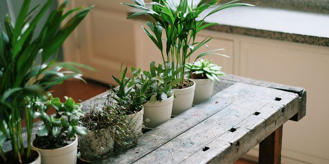 Flowerpot, Plant, Interior design, Houseplant, Terrestrial plant, Herb, Annual plant, Plant stem, Pottery, Herbaceous plant, 