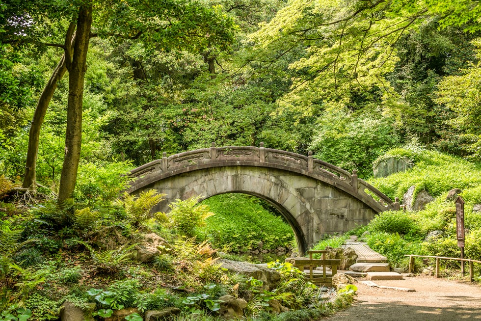 Vegetation, Nature, Plant, Natural landscape, Landscape, Bridge, Nature reserve, Shrub, Garden, Forest, 