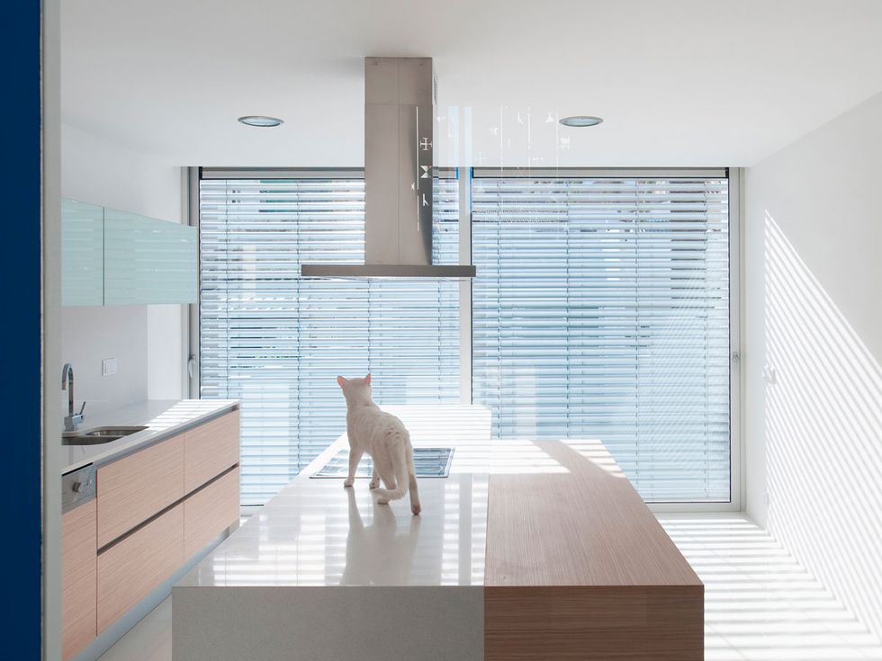 Room, Property, Window covering, Interior design, Architecture, House, Window blind, Cat, Floor, Home, 