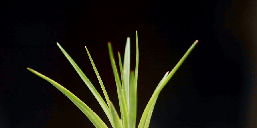 Leaf, Terrestrial plant, Botany, Darkness, Still life photography, Majorelle blue, Plant stem, Houseplant, Flowerpot, Vase, 
