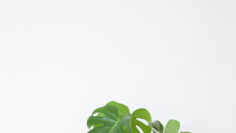 Flowerpot, Leaf, Houseplant, Plant stem, Vase, Annual plant, Herbaceous plant, Anthurium, Herb, 