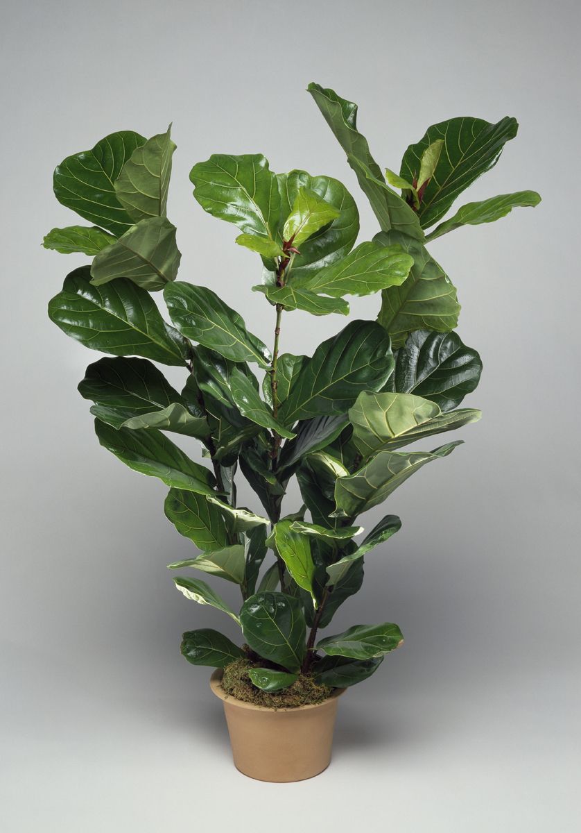 Green, Flowerpot, Leaf, Houseplant, Plant stem, Interior design, Annual plant, Herb, Vase, Herbaceous plant, 