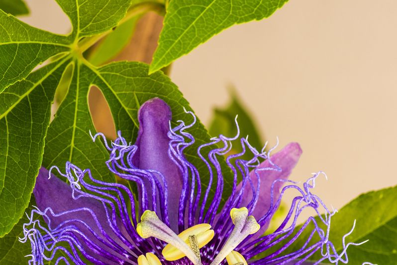 Plant, Flower, Purple, Leaf, Violet, Flowering plant, Woody plant, Purple passionflower, Petal, Botany, 