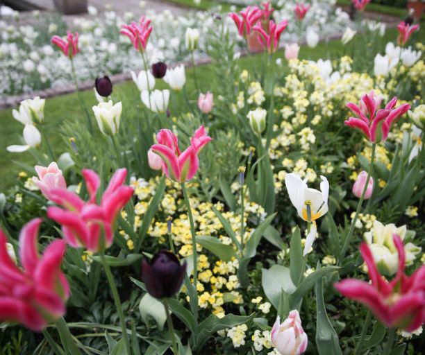 Flower, Flowering plant, Plant, Petal, Tulip, Spring, Botany, Botanical garden, lady tulip, Garden, 