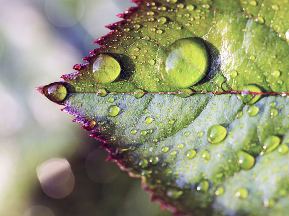 Dew, Moisture, Water, Drop, Leaf, Plant, Organism, Terrestrial plant, Macro photography, 