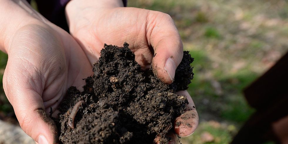 Soil, Compost, Hand, 