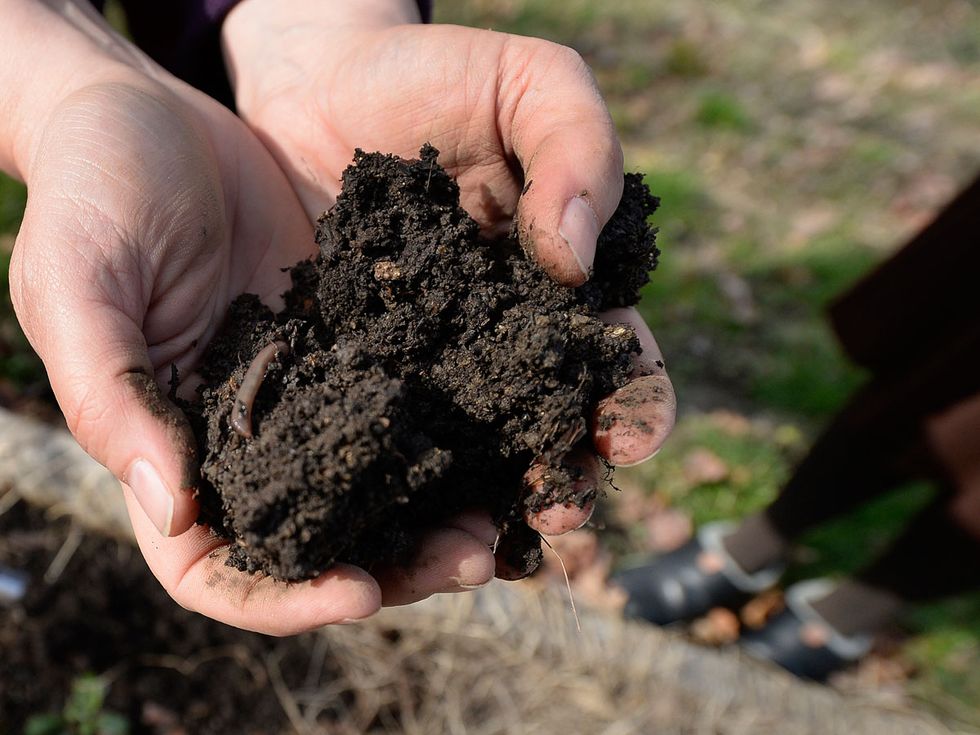 Soil, Compost, Hand, 