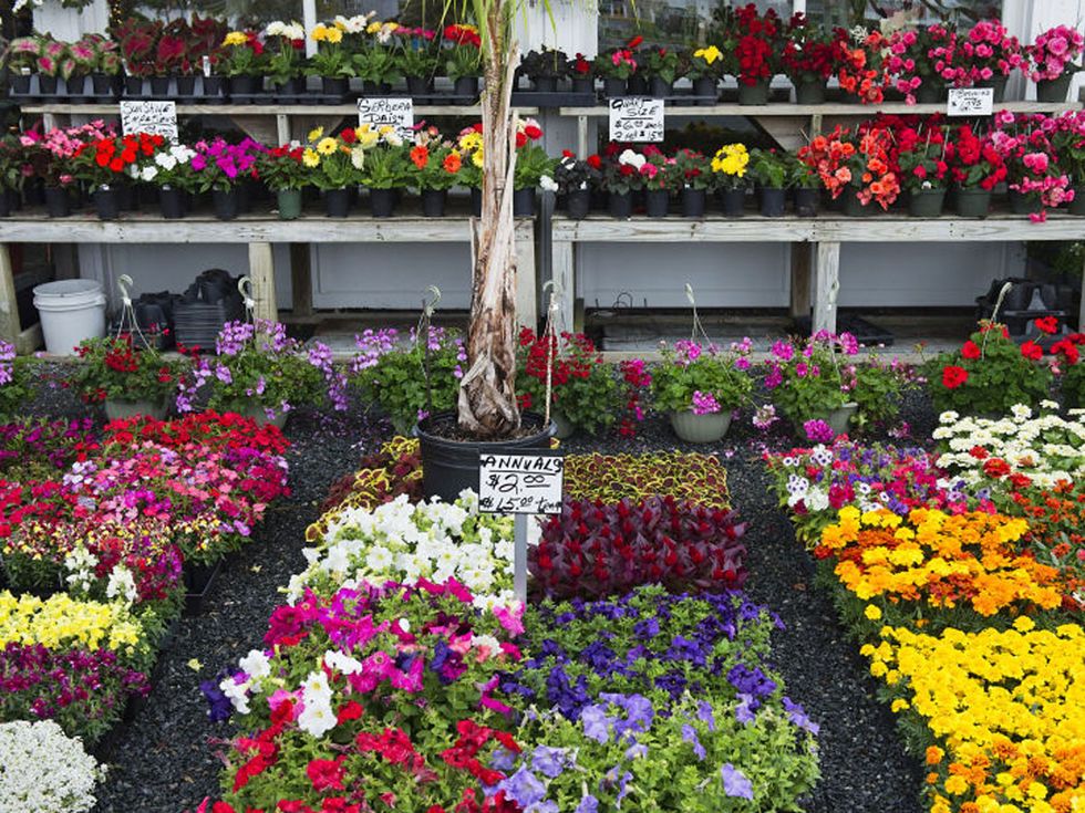 Flower, Plant, Garden, Floristry, Spring, Annual plant, Botany, Flowerpot, Botanical garden, Landscaping, 