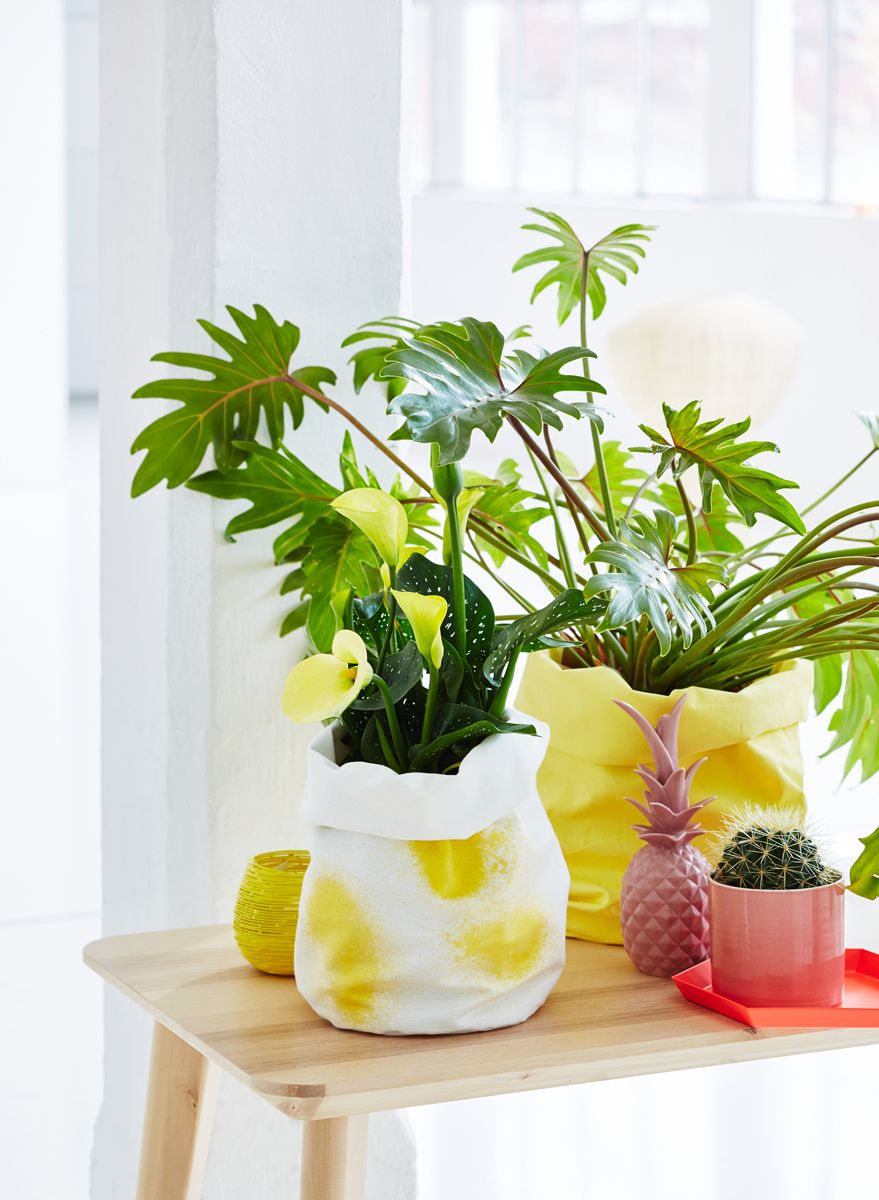 Yellow, Flowerpot, Ingredient, Interior design, Vase, Artifact, Houseplant, Produce, Still life photography, Plant stem, 