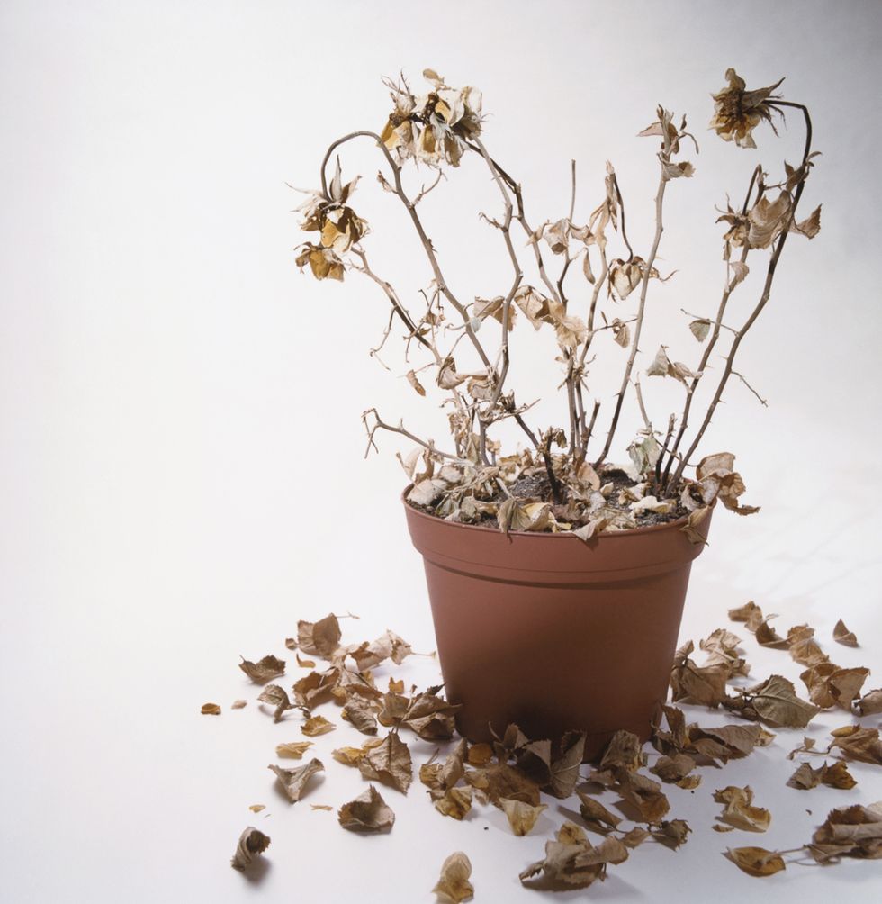 Flowerpot, Botany, Flowering plant, Still life photography, Plant stem, Houseplant, Annual plant, Pottery, Pedicel, 