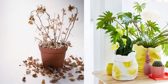 Flowerpot, Leaf, Interior design, Botany, Flowering plant, Houseplant, Plant stem, Produce, Annual plant, Still life photography, 