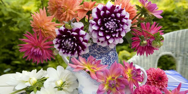 Petal, Flower, Pink, Annual plant, Peach, Floral design, Daisy family, Floristry, Cut flowers, Pollen, 