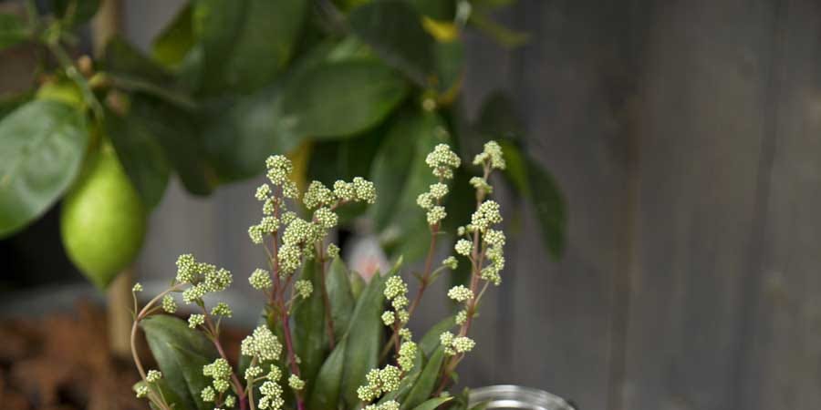 Flowerpot, Teal, Flowering plant, Succulent plant, Houseplant, Home accessories, Vase, Still life photography, Annual plant, Plant stem, 