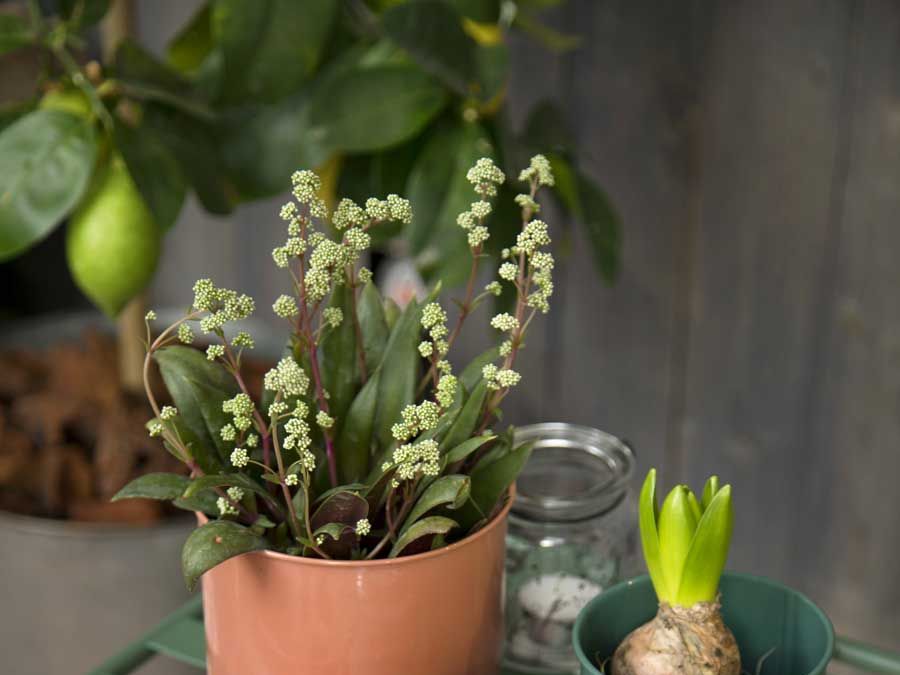Flowerpot, Teal, Flowering plant, Succulent plant, Houseplant, Home accessories, Vase, Still life photography, Annual plant, Plant stem, 
